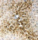 HNF6 Antibody in Immunohistochemistry (Frozen) (IHC (F))