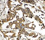 HNF6 Antibody in Immunohistochemistry (Paraffin) (IHC (P))