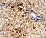 HNF6 Antibody in Immunohistochemistry (Paraffin) (IHC (P))