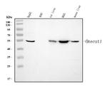 HNF6 Antibody in Western Blot (WB)