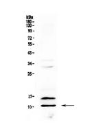 PF4 Antibody in Western Blot (WB)