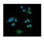 PI3 Antibody in Immunocytochemistry (ICC/IF)
