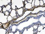 CPI-17 Antibody in Immunohistochemistry (Paraffin) (IHC (P))