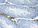 CPI-17 Antibody in Immunohistochemistry (Paraffin) (IHC (P))