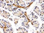 DARPP-32 Antibody in Immunohistochemistry (Paraffin) (IHC (P))