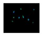 PRDX5 Antibody in Immunocytochemistry (ICC/IF)