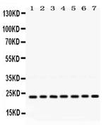 RALB Antibody in Western Blot (WB)