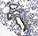 Uteroglobin Antibody in Immunohistochemistry (Paraffin) (IHC (P))