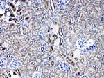 SERPINA5 Antibody in Immunohistochemistry (Paraffin) (IHC (P))