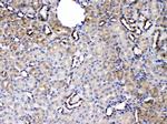 SERPINA5 Antibody in Immunohistochemistry (Paraffin) (IHC (P))