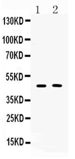 SERPINA5 Antibody in Western Blot (WB)