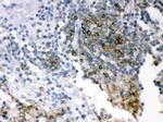 SHC Antibody in Immunohistochemistry (Paraffin) (IHC (P))