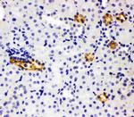 SLC12A1 Antibody in Immunohistochemistry (Paraffin) (IHC (P))