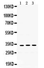 SOD3 Antibody in Western Blot (WB)