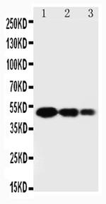 SPARC Antibody in Western Blot (WB)