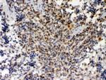 PU.1 Antibody in Immunohistochemistry (Paraffin) (IHC (P))