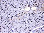 PC4 Antibody in Immunohistochemistry (Paraffin) (IHC (P))