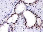 PC4 Antibody in Immunohistochemistry (Paraffin) (IHC (P))