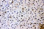 PC4 Antibody in Immunohistochemistry (Paraffin) (IHC (P))