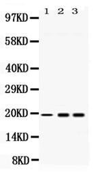 PC4 Antibody in Western Blot (WB)