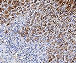 TFF1 Antibody in Immunohistochemistry (Paraffin) (IHC (P))