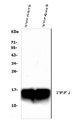 TFF1 Antibody in Western Blot (WB)