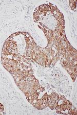 TNFAIP8L3 Antibody in Immunohistochemistry (Paraffin) (IHC (P))