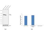 Vinculin Antibody