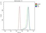 VCP Antibody in Flow Cytometry (Flow)