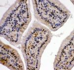 VCP Antibody in Immunohistochemistry (Paraffin) (IHC (P))