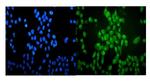 VCP Antibody in Immunocytochemistry (ICC/IF)