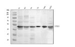 YBX1 Antibody in Western Blot (WB)