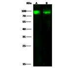 CD97 Antibody in Western Blot (WB)