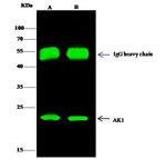 Adenylate Kinase 1 Antibody in Immunoprecipitation (IP)