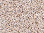 alpha-1 Microglobulin Antibody in Immunohistochemistry (Paraffin) (IHC (P))