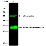 alpha-1 Microglobulin Antibody in Immunoprecipitation (IP)