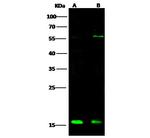 ATOX1 Antibody in Western Blot (WB)