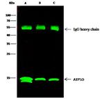 ATP5D Antibody in Immunoprecipitation (IP)