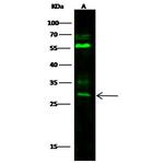 BPHL Antibody in Western Blot (WB)