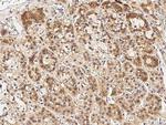 Cyclin B2 Antibody in Immunohistochemistry (Paraffin) (IHC (P))