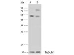 CD55 Antibody in Western Blot (WB)