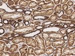 Citrate Synthase Antibody in Immunohistochemistry (Paraffin) (IHC (P))