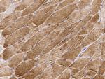 Citrate Synthase Antibody in Immunohistochemistry (Paraffin) (IHC (P))