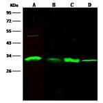 Cathepsin D Antibody in Western Blot (WB)