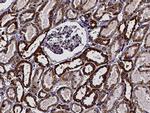 XTP3TPA Antibody in Immunohistochemistry (Paraffin) (IHC (P))