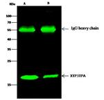 XTP3TPA Antibody in Immunoprecipitation (IP)