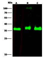 RCAS1 Antibody in Western Blot (WB)