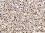 EphB3 Antibody in Immunohistochemistry (Paraffin) (IHC (P))