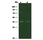 FceR1 alpha Antibody in Western Blot (WB)