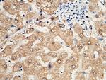 HAGH Antibody in Immunohistochemistry (Paraffin) (IHC (P))